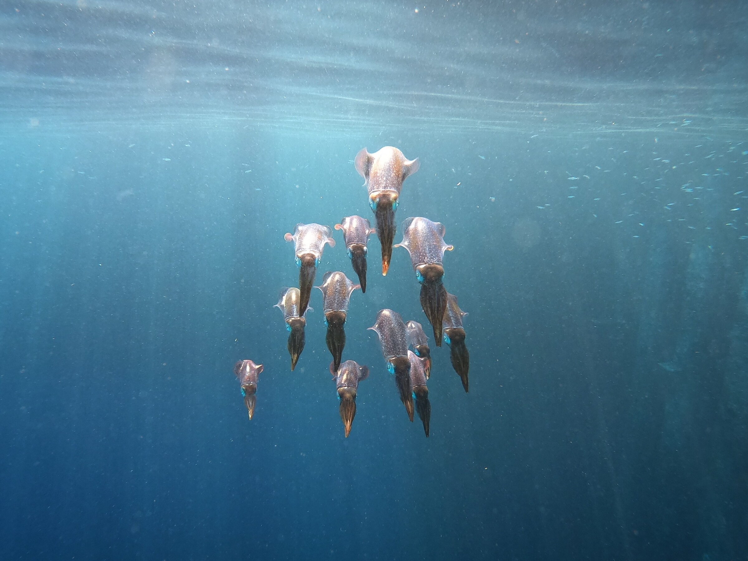 State of the Oceans Parley for the Oceans