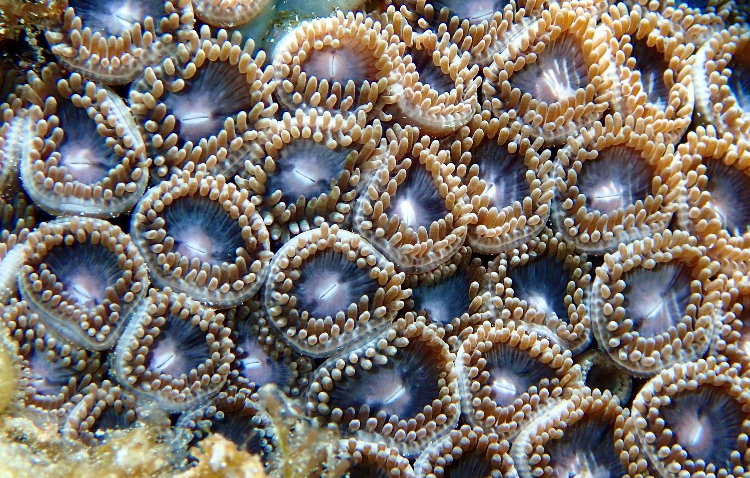 State of the Oceans Parley for the Oceans