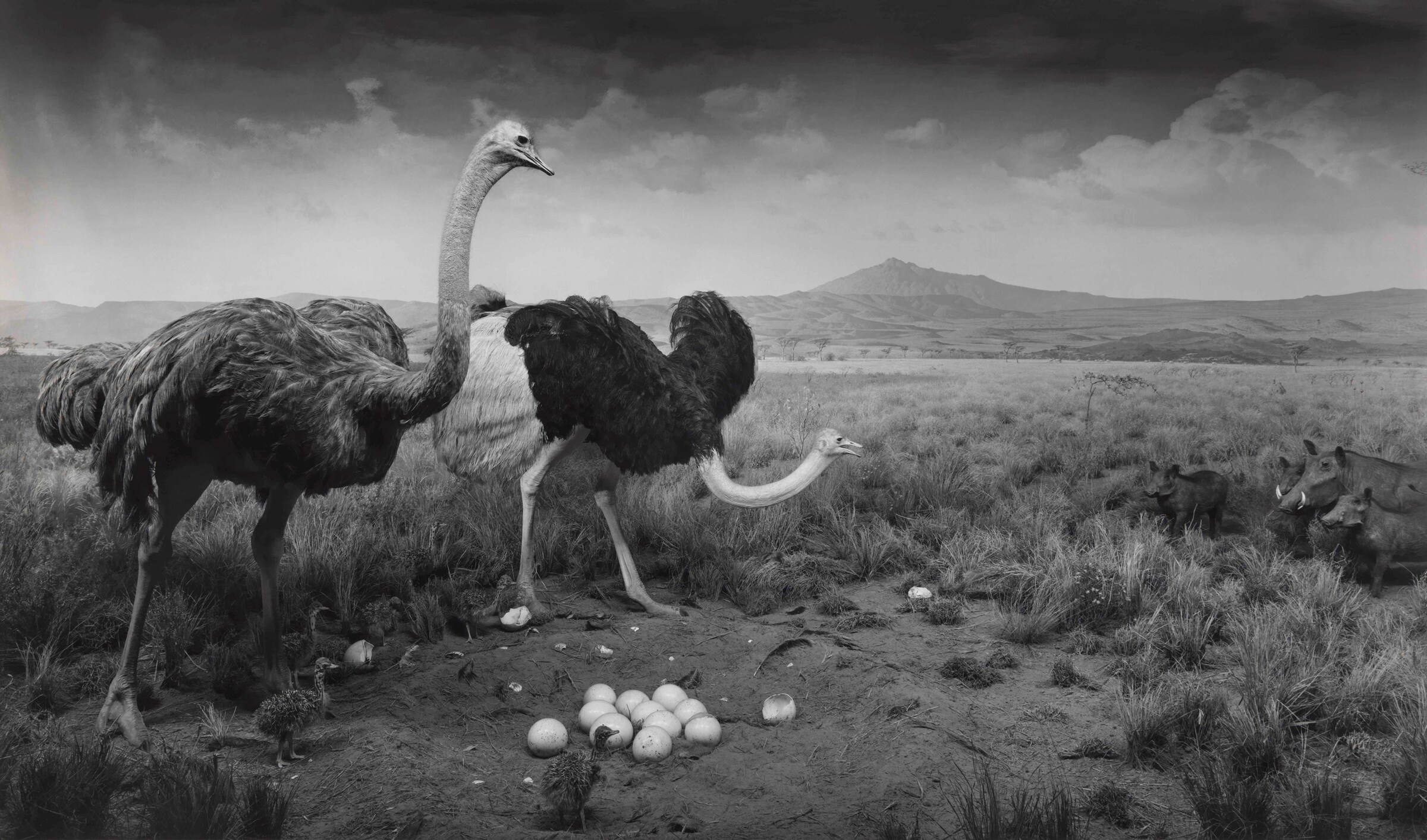 Dioramas by Hiroshi Sugimoto