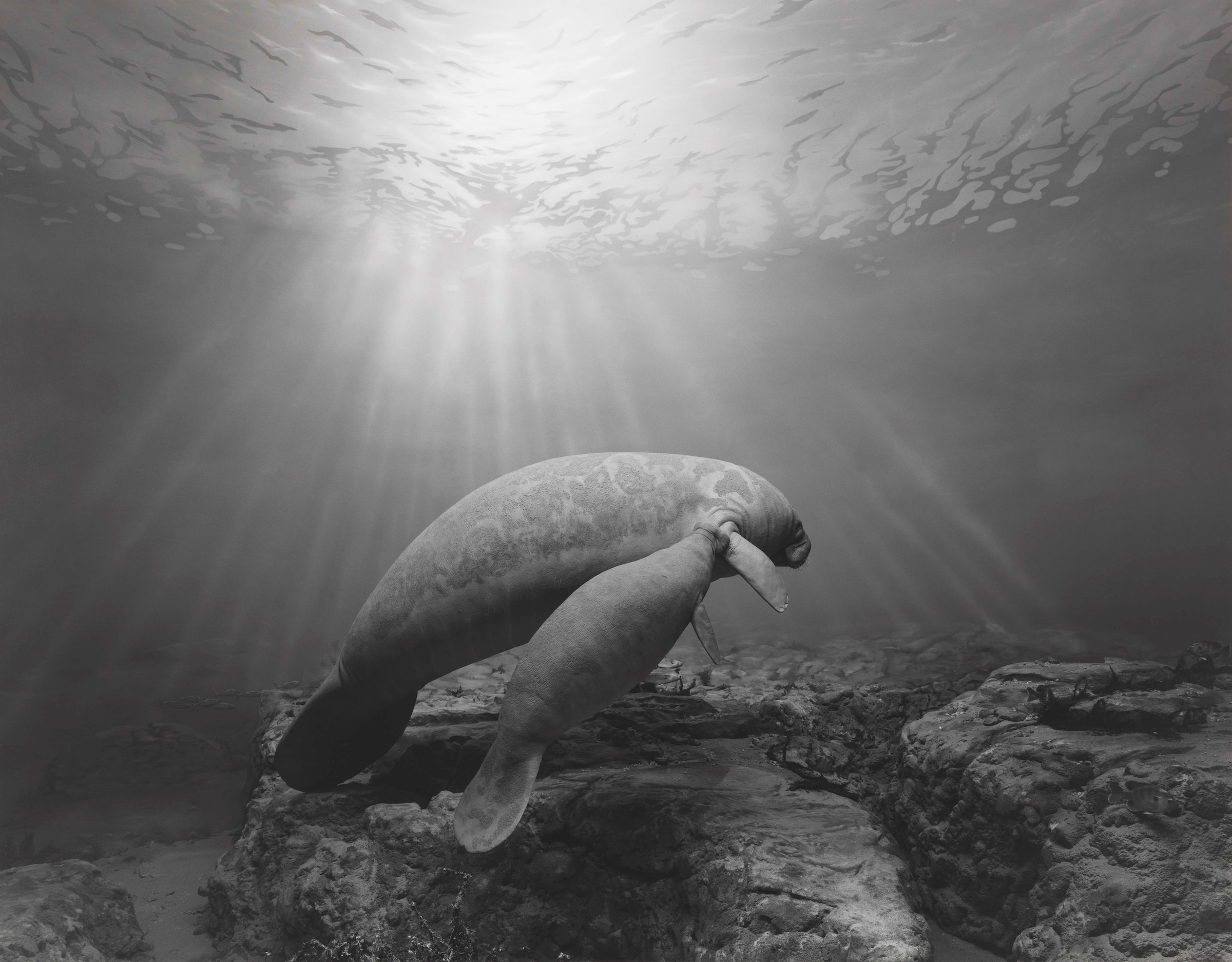 Dioramas by Hiroshi Sugimoto