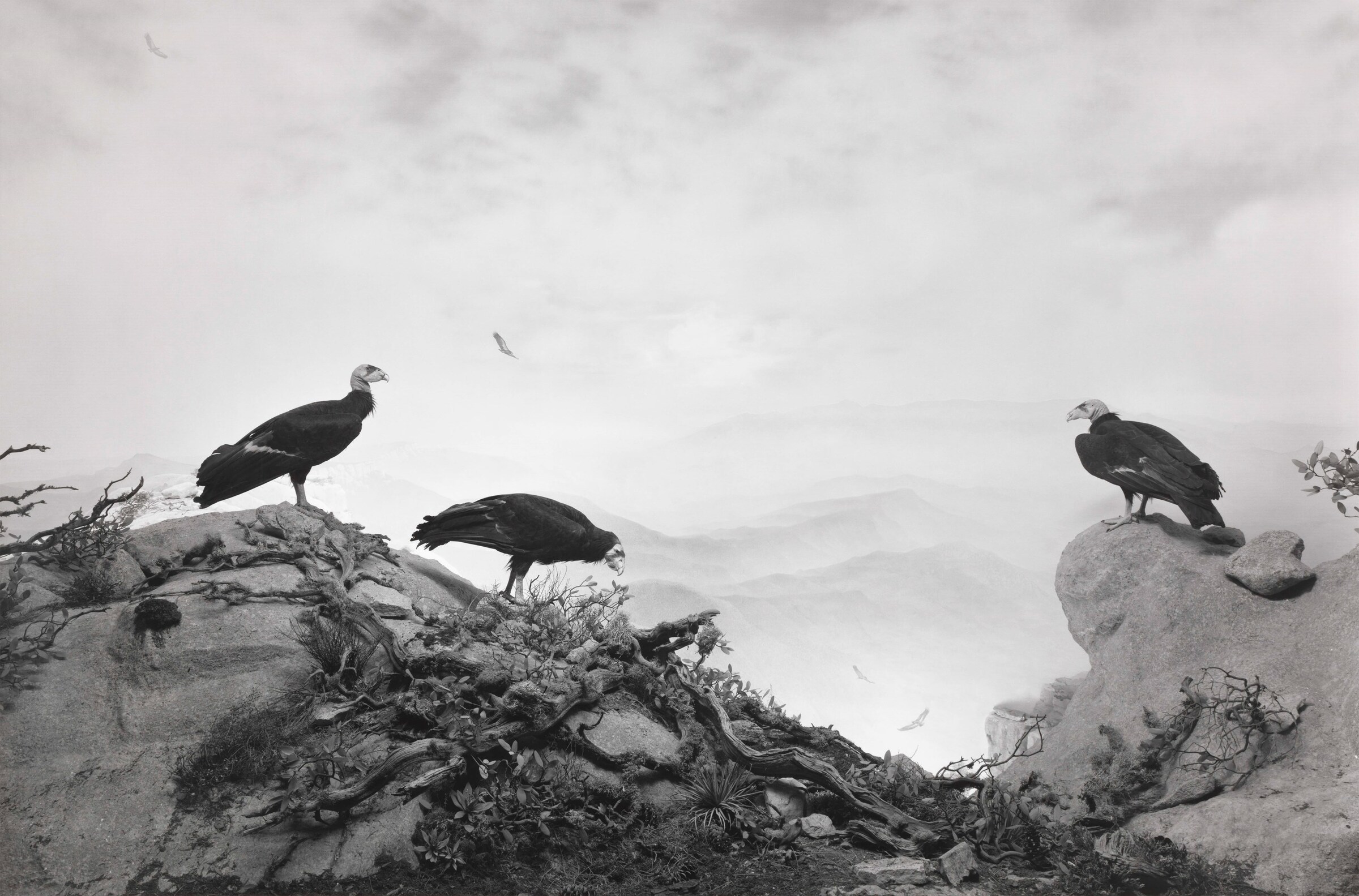 Dioramas by Hiroshi Sugimoto