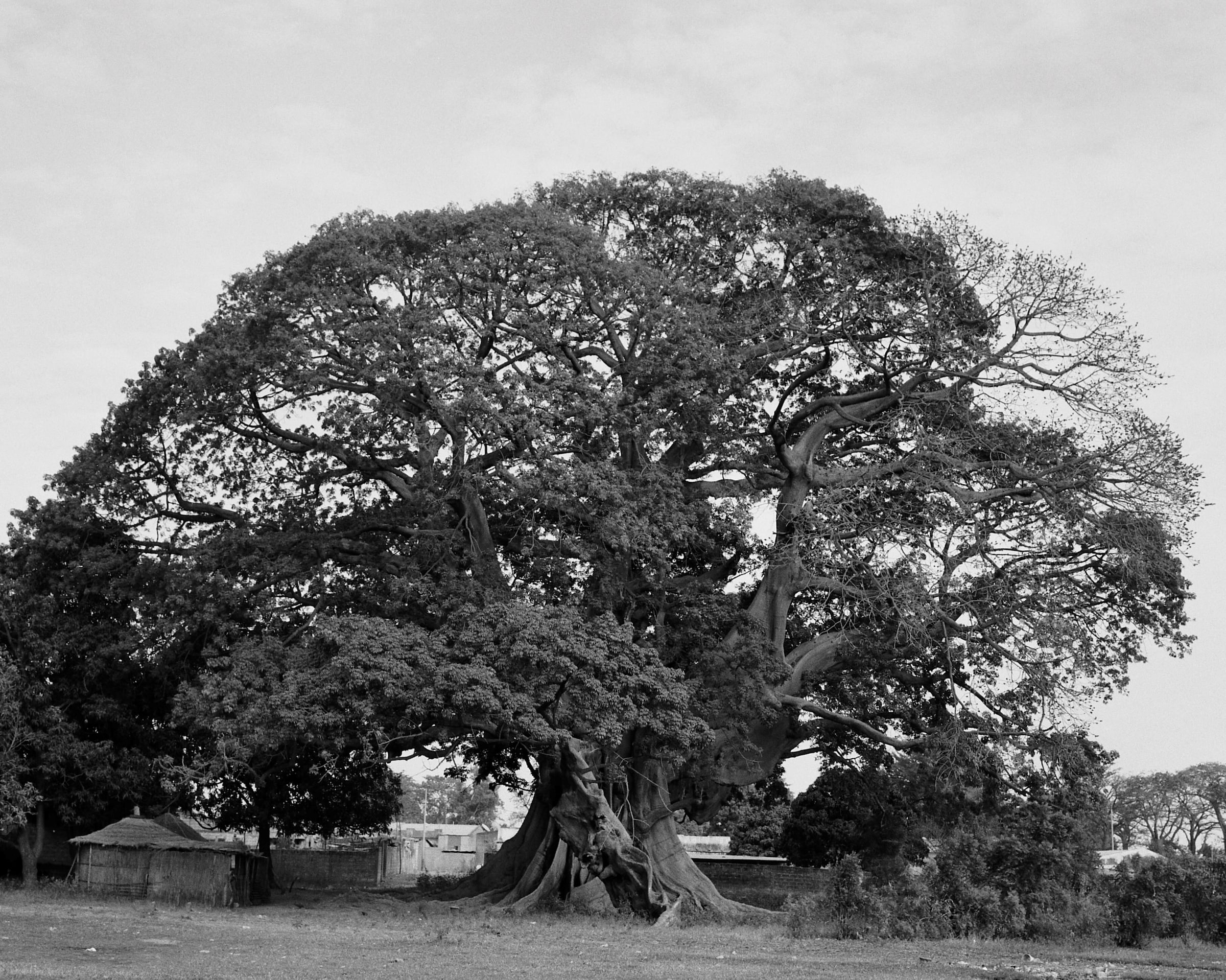 S&#233;n&#233;gal, Voyage Temporel Malick Bodian