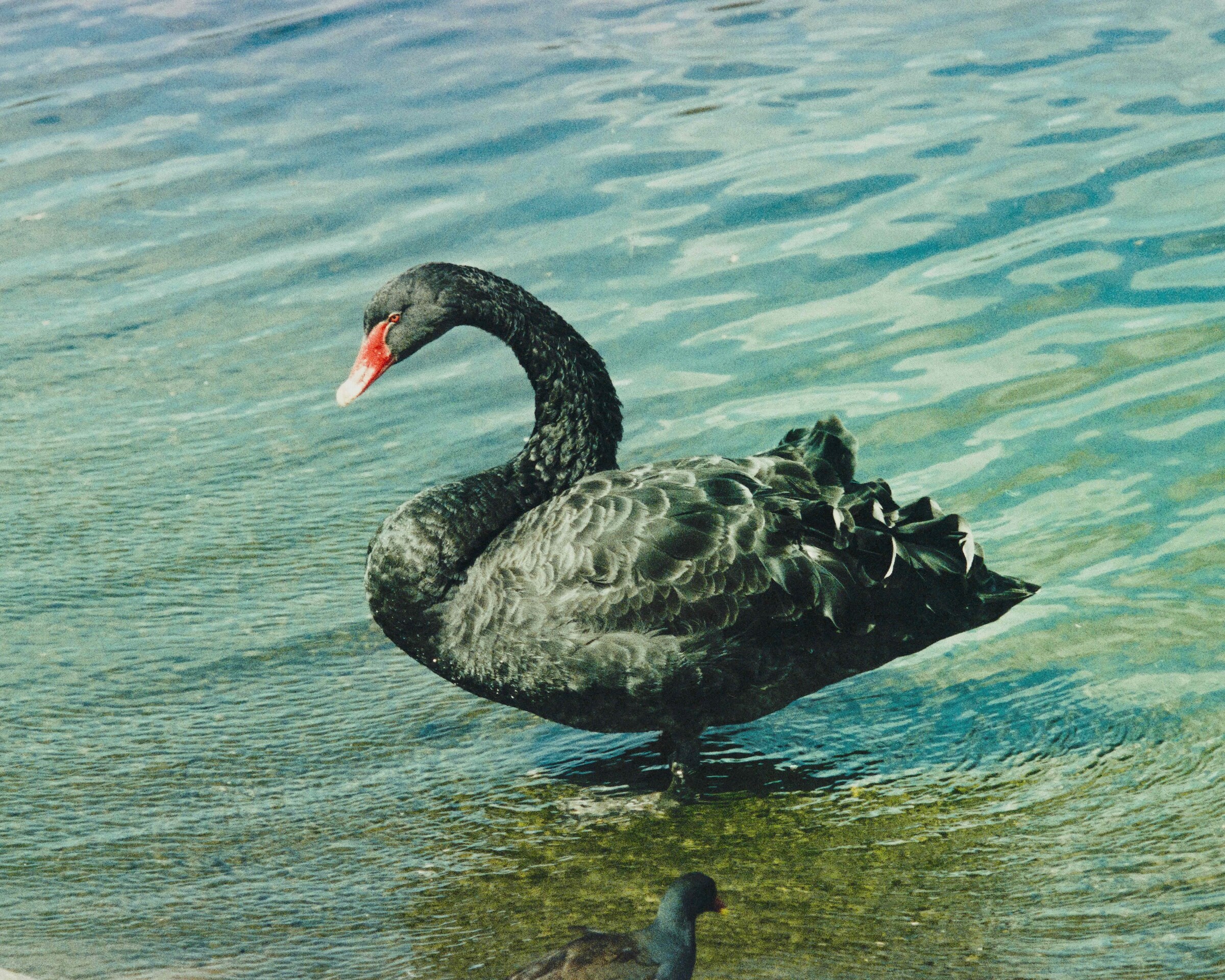 Swan Black - Polly Brown