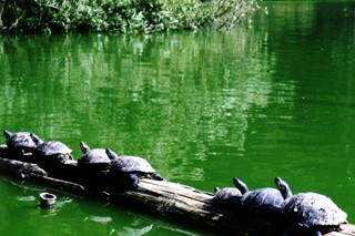 California Turtles