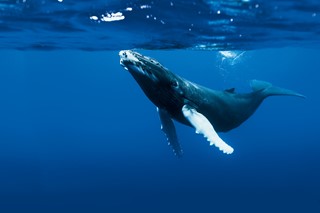 Humpback Whale