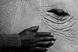 Jack_Davison_Ol_Pejeta09