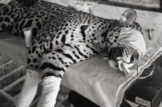 Broken Spectre by Richard Mosse