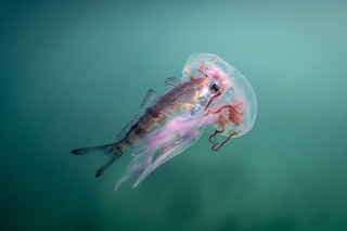 State of the Oceans Parley for the Oceans