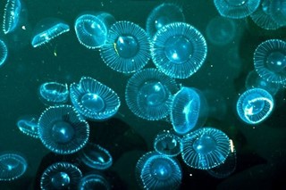 (c) National Geographic