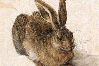 A Young Hare
