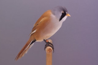 04_PressImage l Luke Stephenson, Bearded Reedling