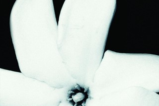 Tiare Flower, Faery Lands Book