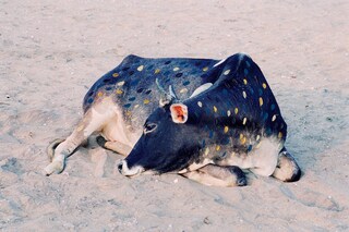 A Myth of Two Souls Vasantha Yogananthan Photography 2019