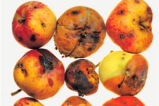 12 Apples, New York, 1985, Irving Penn