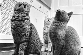 Walter Chandoha Cats Taschen Photography Book 2019 high res