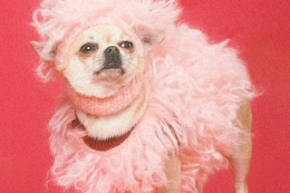 Gucci Pet Collection