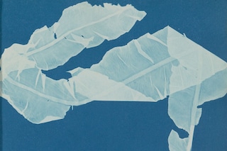 Anna_Atkins_Photographs_of_British_Algae_-Cyanotyp