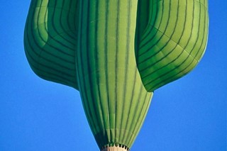 A Cactus Hot Air Balloon