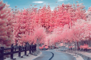 Pink cherry blossoms on an empty road