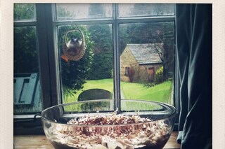 A Trifle in Window