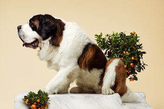 EF-DIDINE-I-Ala&#239;a-24-03-2012