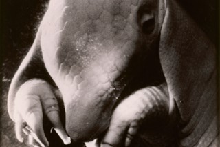 Dora-Maar-Portrait-of-Ubu