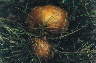 New Nordic: Cuisine, Aesthetics and Place