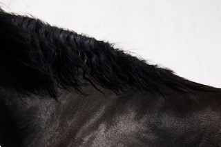 Bibi Borthwick – HORSE, 2021