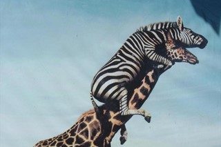 Zebra Vertigo