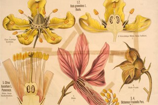 A. Peter, Botanische Wandtafeln