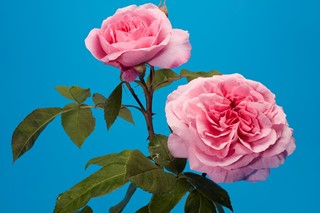 The English Rose Luke Stephenson