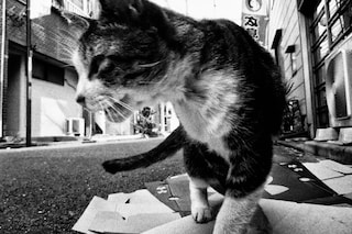 Stray Cats by Daido Moriyama