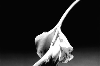 Calla Lily, 1986