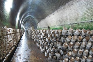Shiitake logs on racks in the Mittagong mushroom tunnel