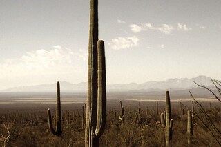 Cacti in the American desert