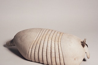 The Grant Museum of Zoology