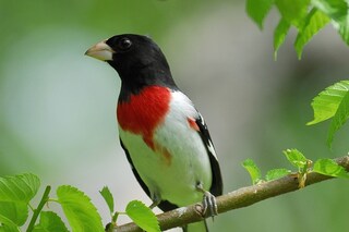 The Rose-breasted Grosbeak