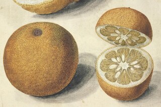 Le Moyne de Morgues, Jacques, ca 1575, &#169; The Victo