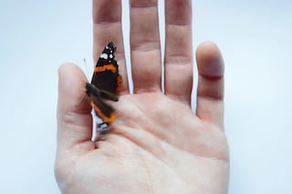 Photography by Dougal MacArthur