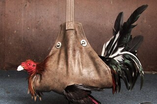 Cocker, Eric Levine, 2010