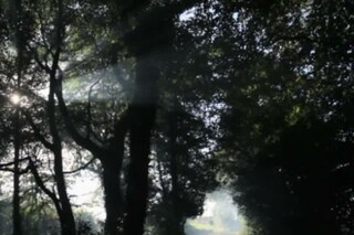 PJ Harvey Video Exclusive