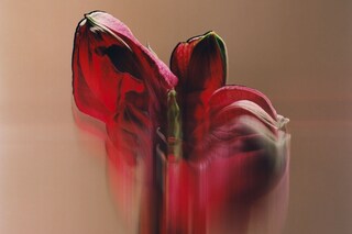 BOOK_STEVE.HARRIES_11.16_04