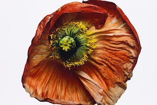Iceland Poppy (B), New York, 2006 The Irving Penn Foundation