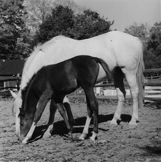 Horse #5, 1982