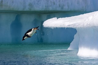 Adelie Penguin