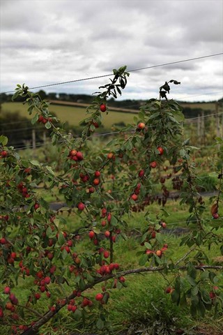 Riverford Farm and Field Kitchen