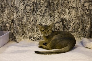 Abyssinian at Supreme 2011
