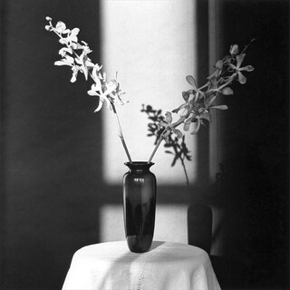 Robert Mapplethorpe, Orchid, 1980