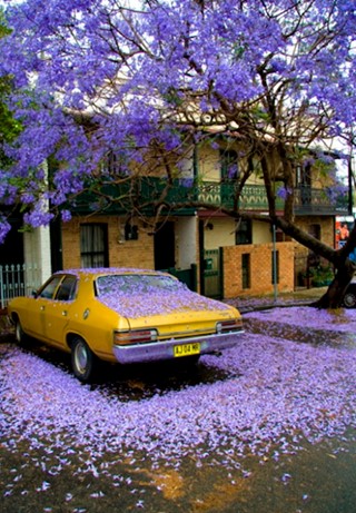 Jacaranda tree Loved by Sally Bolton