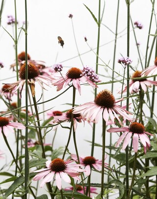 Bees on Flowers